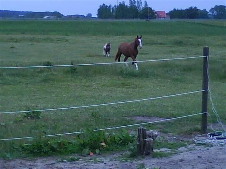 Anden særlig race Laika  (passer) - Laika og Osvald LØØØBER!!! billede 13