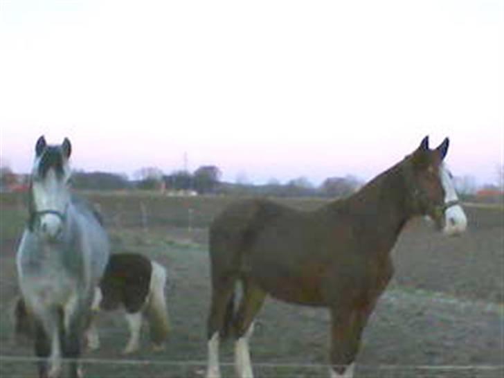 Anden særlig race Laika  (passer) - Laika,Walter,Osvald på fold. billede 14