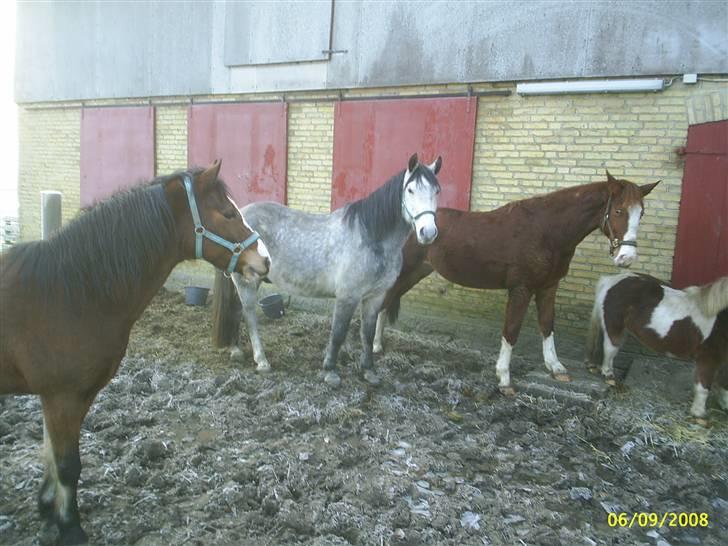Anden særlig race Laika  (passer) - Laika med sine venner...... billede 15