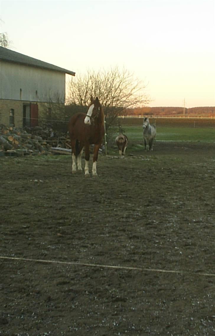 Anden særlig race Laika  (passer) - Jeg er så lækker ikke?? billede 16