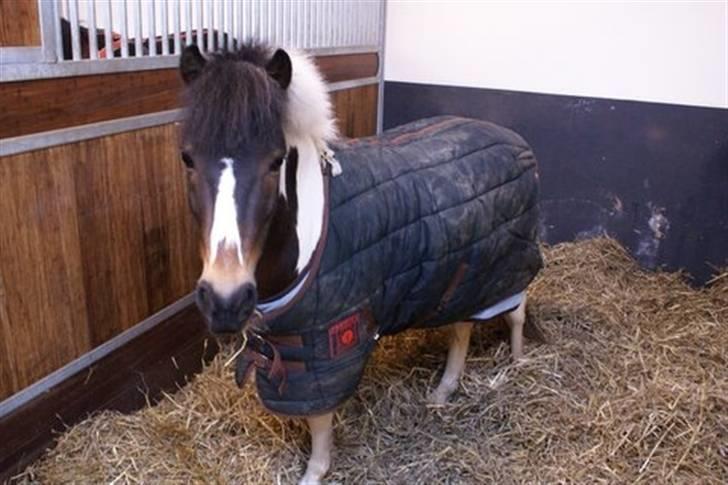 Pinto Figaro R.I.P. billede 3