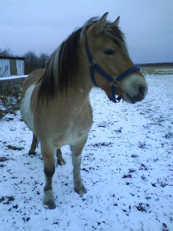 Anden særlig race daisy - totalt flot i snevejr billede 11