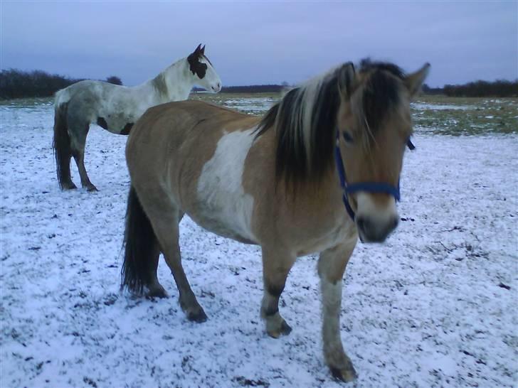 Anden særlig race daisy - smukt sne med smukke heste (: billede 12