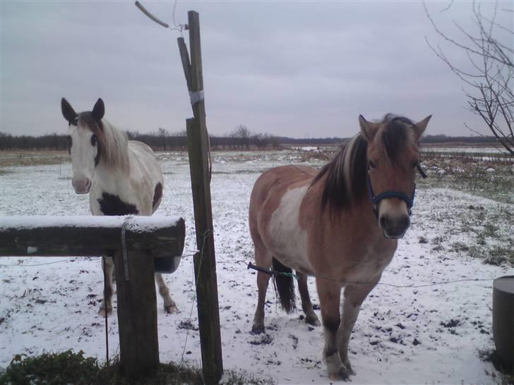 Anden særlig race daisy - mig og min besteveninde (: billede 13