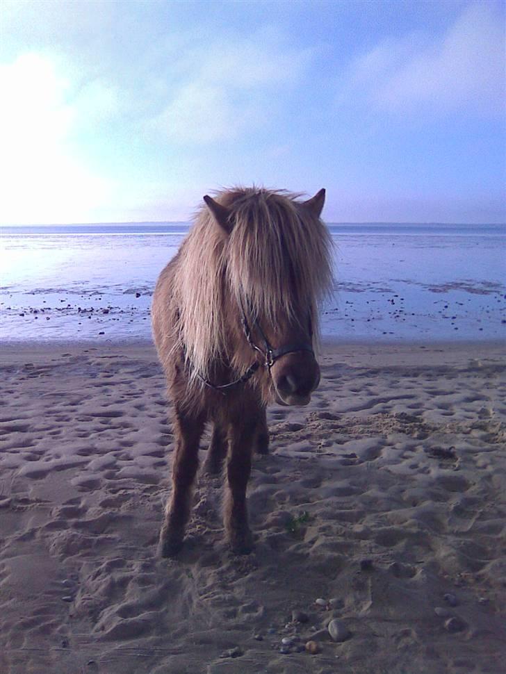 Islænder STIGANDI fra MYRETUE - Smukke Stigandi Foto Anne billede 11