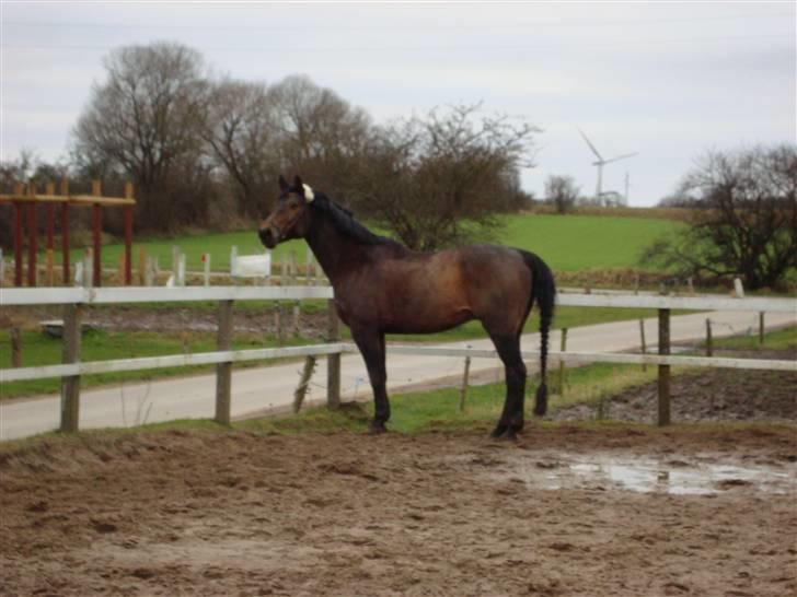 Anden særlig race Olympia (max) billede 10