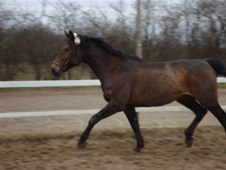 Anden særlig race Olympia (max) billede 11