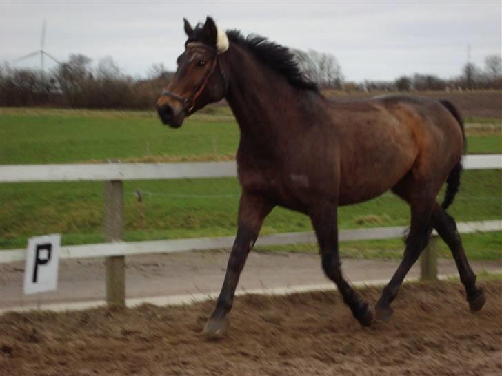 Anden særlig race Olympia (max) billede 12