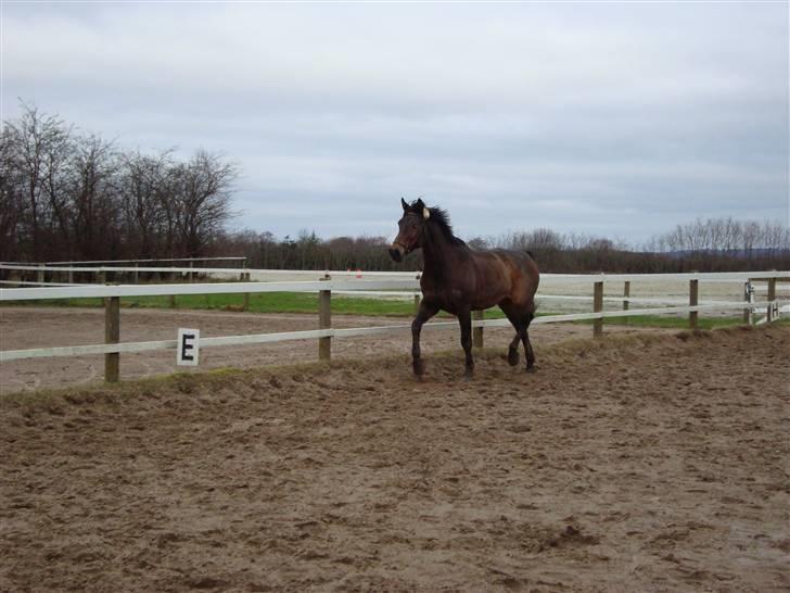 Anden særlig race Olympia (max) billede 13