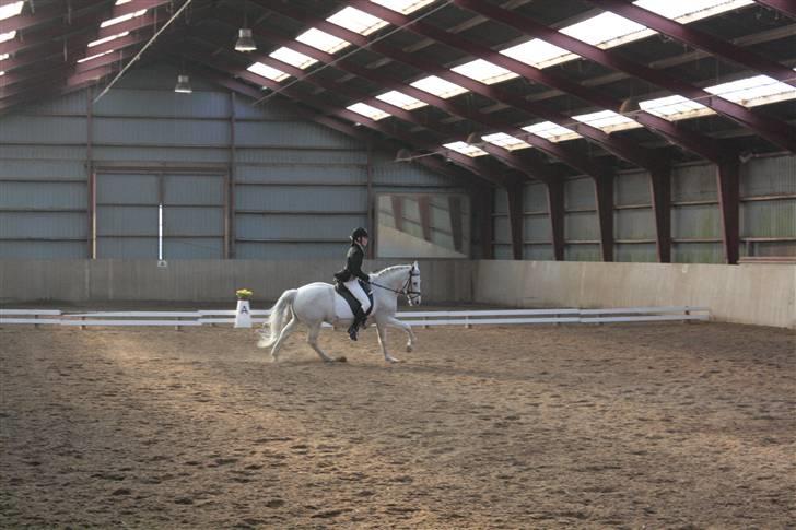 Connemara Don Quixote - inde og ride lidt (: billede 2