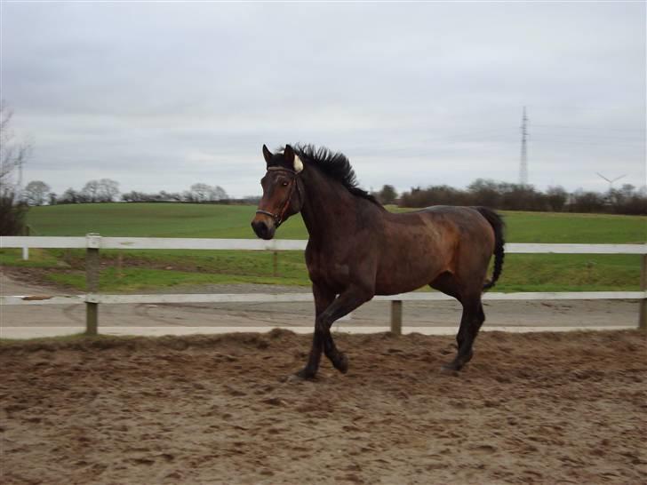 Anden særlig race Olympia (max) billede 14