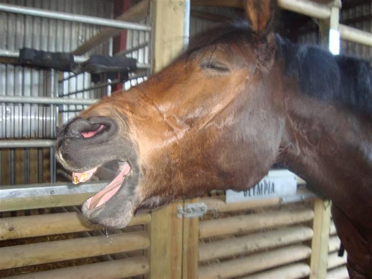 Anden særlig race Olympia (max) billede 15