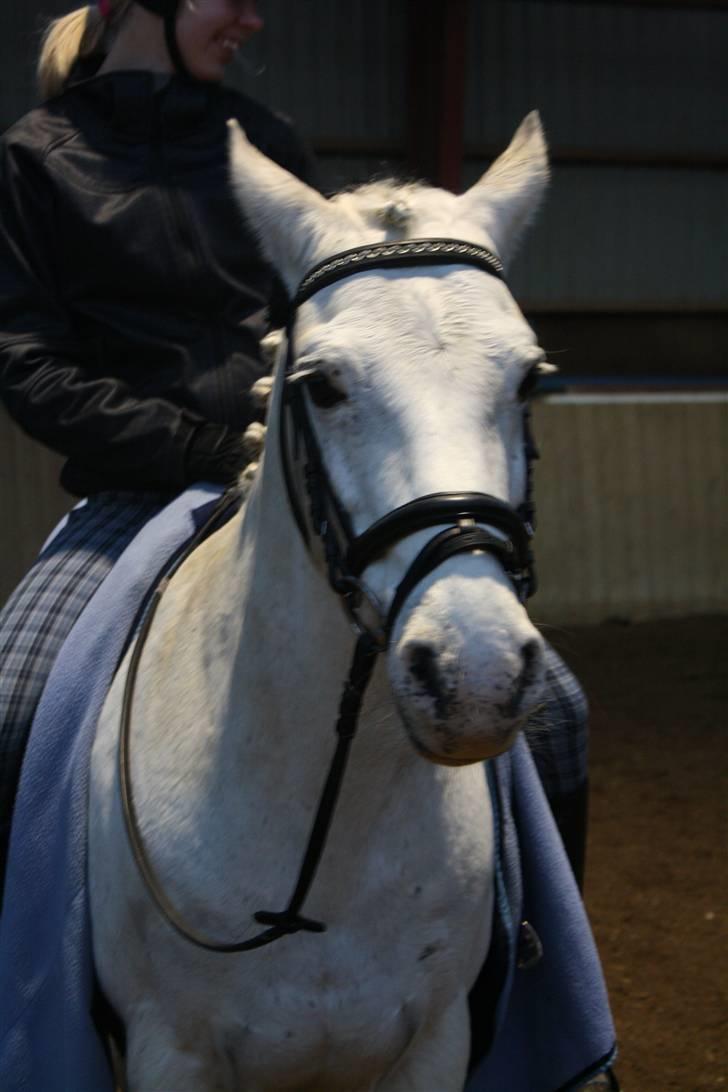 Connemara Don Quixote - flotte don (: billede 4