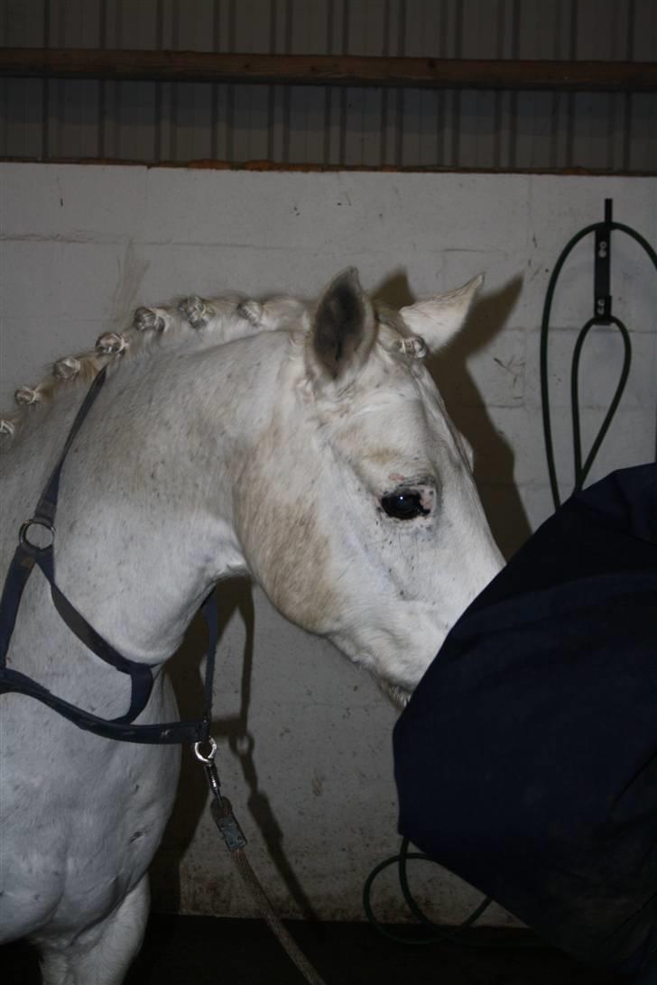 Connemara Don Quixote - se. hvor er han dog smuk :D billede 6