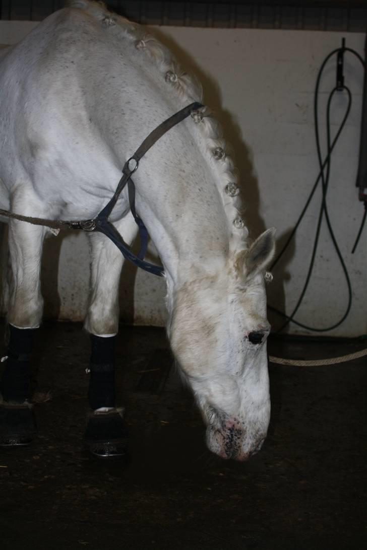 Connemara Don Quixote - nysgerrig (: billede 7