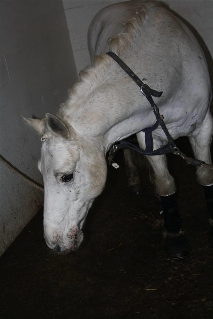 Connemara Don Quixote - er han ikke dejlig? :-* billede 8