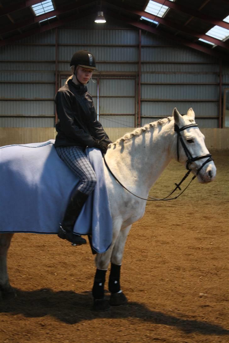 Connemara Don Quixote - hvor er vi fine (: men det ville være bedre, hvis jeg ikke havde så lange ben. billede 10