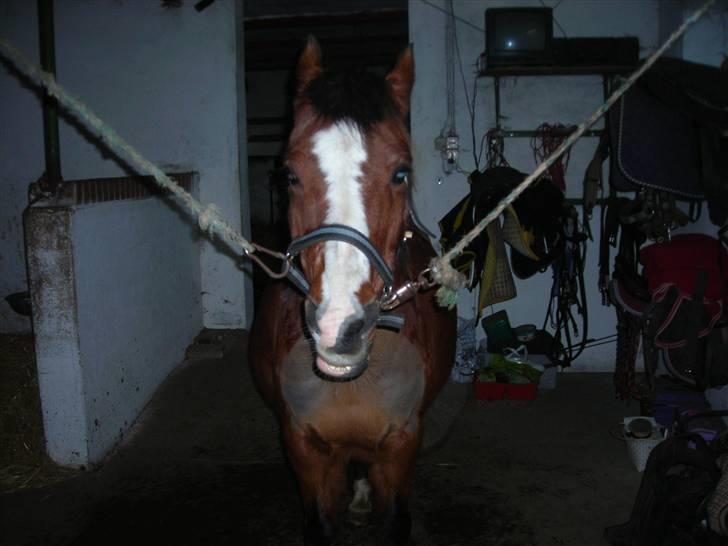 Anden særlig race Lucy<3Aflivet&savnet<3 - På staldgangen;  4-01-09 billede 6