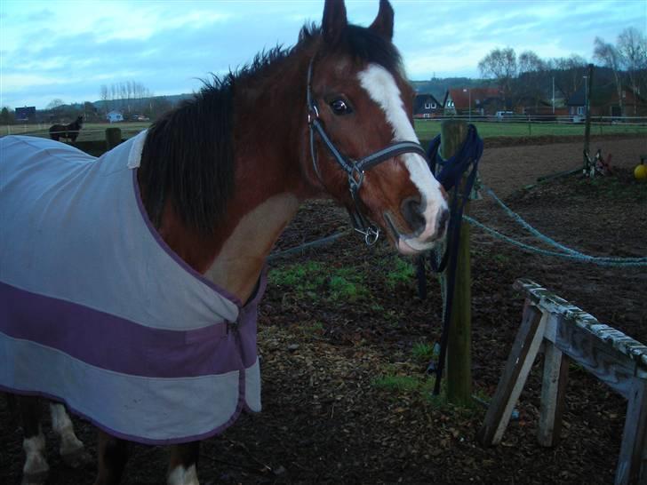 Anden særlig race Lucy<3Aflivet&savnet<3 - Lucy<3 ; 4-01-09 billede 7
