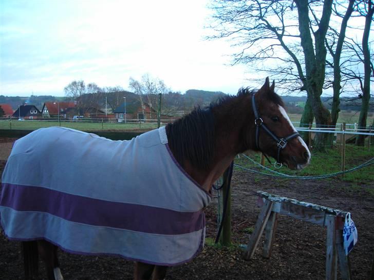 Anden særlig race Lucy<3Aflivet&savnet<3 - Smukke; 4-01-09 billede 8