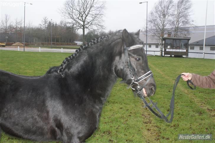 Dartmoor Jarrick - Velkommen til min lille laban´s profil (; -Vi ville være glade for en kommentar + bedømmelse :-*<3 billede 1