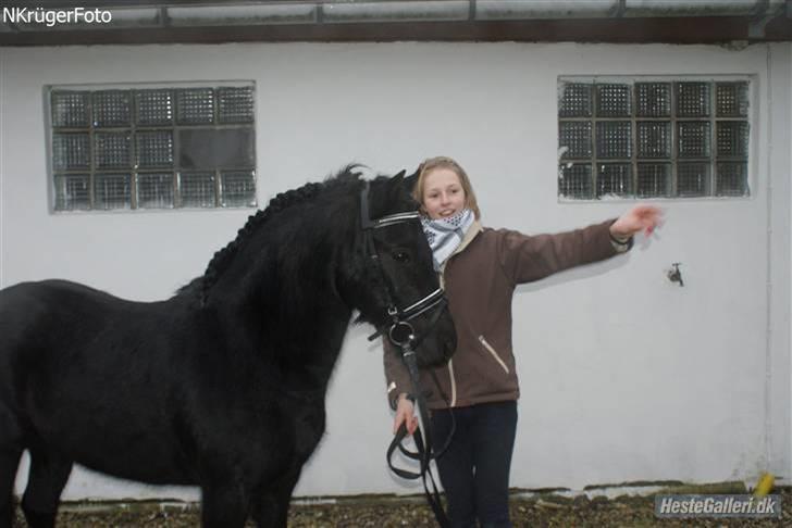 Dartmoor Jarrick - Se den store flotte ´hingst´! 8D<3  (Ville ønske du virkelig var en...) billede 4