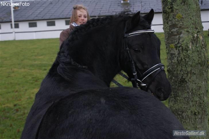 Dartmoor Jarrick - Hvor ser du smuk ud jarrick :-* billede 6