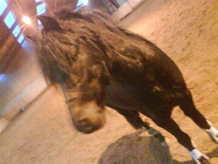 Dartmoor Jarrick - Hygge(; . billede 7