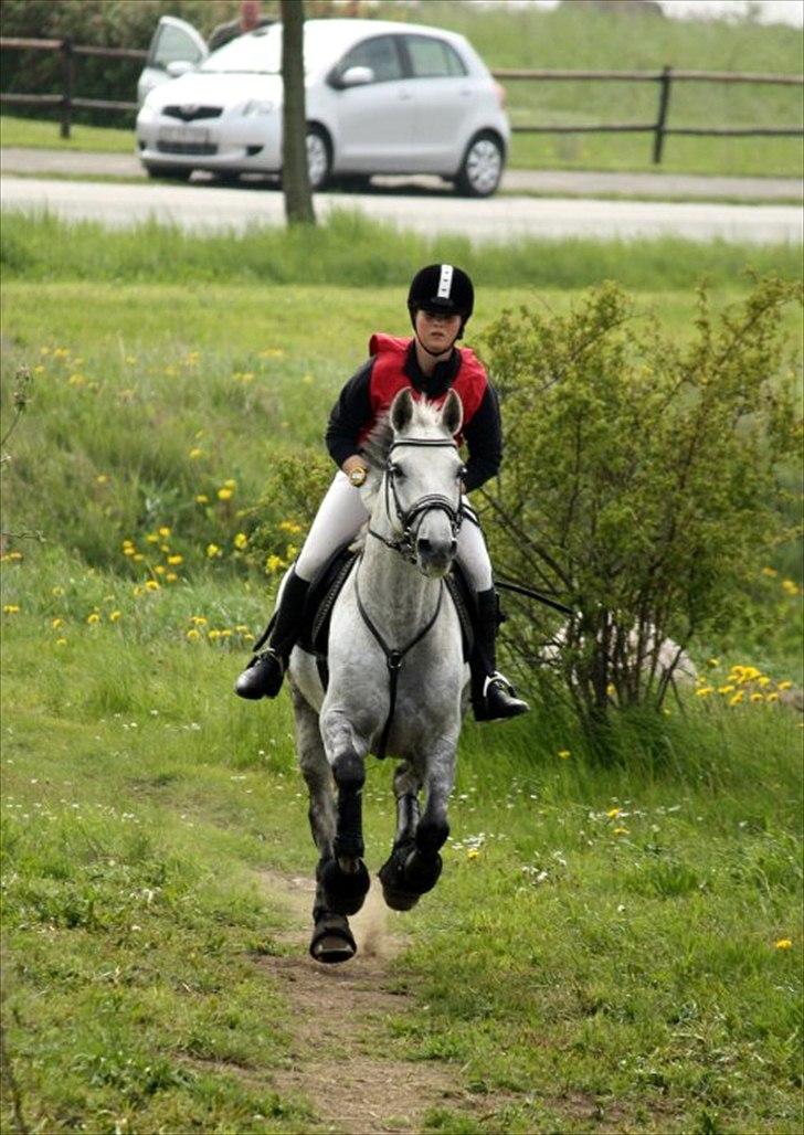 Anden særlig race Skipper Mønstergård. *A-Pony* - Militarystævne på Nørregård. CNCP1* 2010. Min stjerne. billede 5