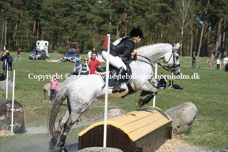 Anden særlig race Skipper Mønstergård. *A-Pony* - Gärds 2011. CCIP1* fantastisk tur i terrænet, og vandt for bedste terrænridt.  billede 11