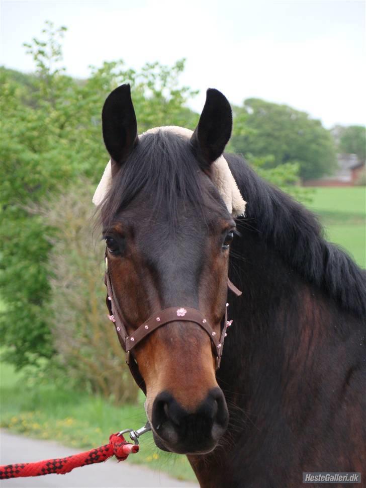 Anden særlig race Yasya [ solgt]  - 1) Velkommen til Yasya´s profil, smid gerne en kommentar og/eller en bedømmelse af ham ;) <3 Sidste dag med Bassen, elsker og savnet <3 Foto: Maria mussen <3 billede 1