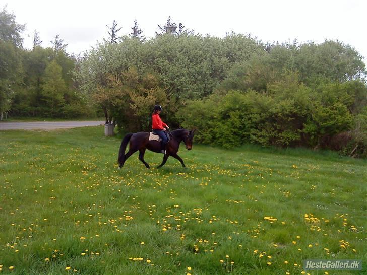 Anden særlig race Yasya [ solgt]  - 2) Yasya og jeg i trav på mark nær vandet, en rigtig vildbasse den dag ;) Sidste dag med Bassen, elsker og savnet <3 Foto: Line skat <3 billede 2