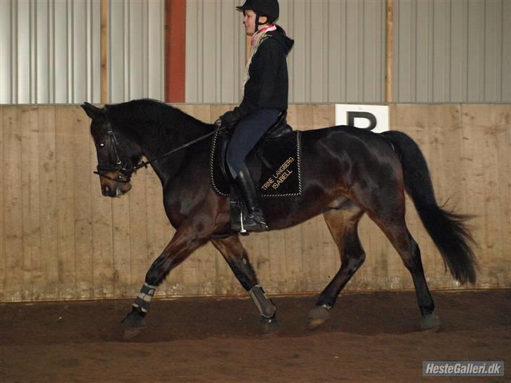 Anden særlig race Yasya [ solgt]  - 5) Yasya og jeg der træner i ridehallen :) det gik rigtig godt den dag <3 elsket og savnet <3 Foto: Line skat <3 billede 5