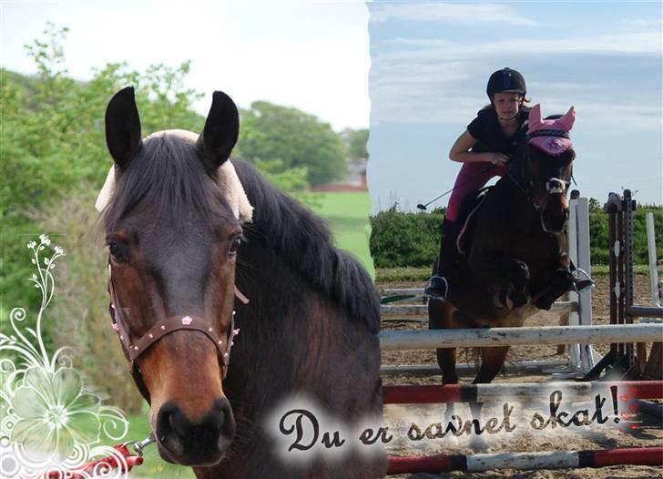 Anden særlig race Yasya [ solgt]  - 8) Yasya du er savnet :( ! det er den nye ejer der rider ham over springet <3 Redigeret af: MIG :D billede 8