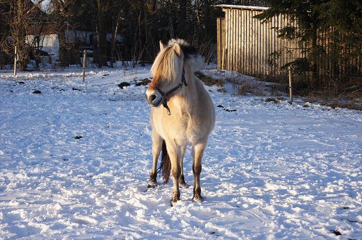 Fjordhest Lille - Fotograf: Frederieke billede 15