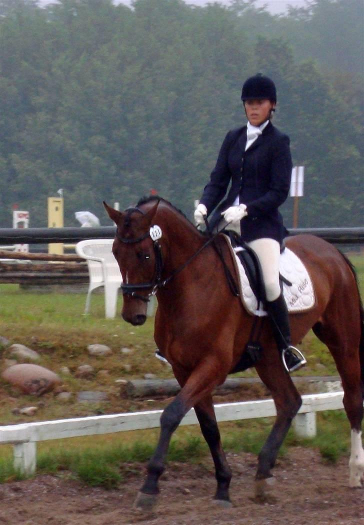 Tysk Varmblod Gentelmann Jazz - Sønderskov 09 - blev nummer 3 billede 11