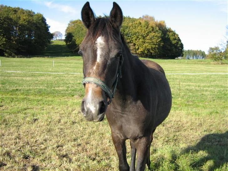 Arabisk fuldblod (OX) Egelys Fazem billede 1