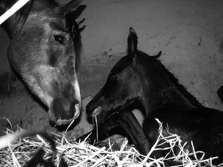 Arabisk fuldblod (OX) Egelys Fazem billede 2