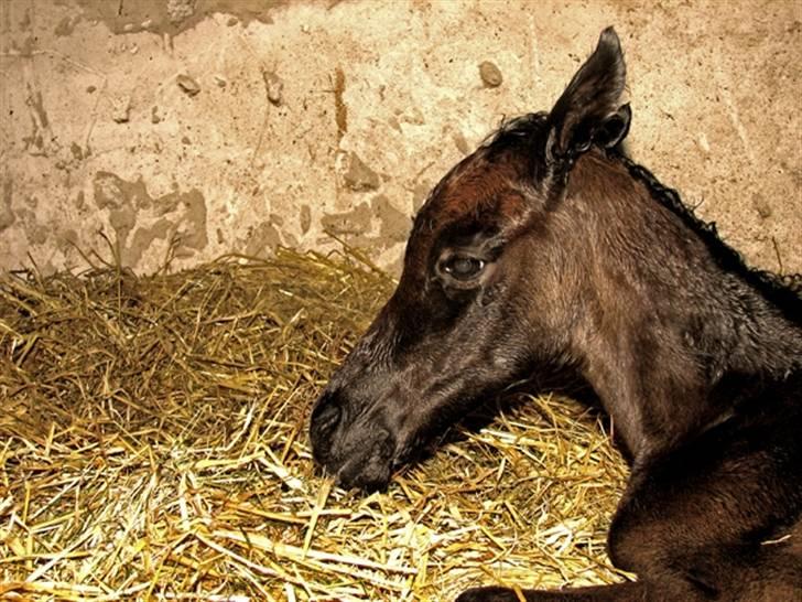 Arabisk fuldblod (OX) Egelys Fazem billede 3