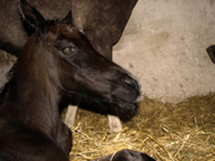 Arabisk fuldblod (OX) Egelys Fazem billede 4