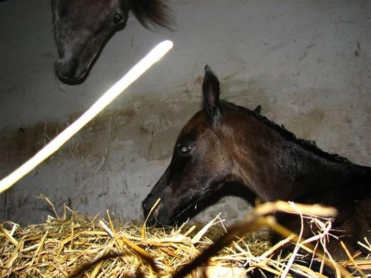 Arabisk fuldblod (OX) Egelys Fazem billede 5