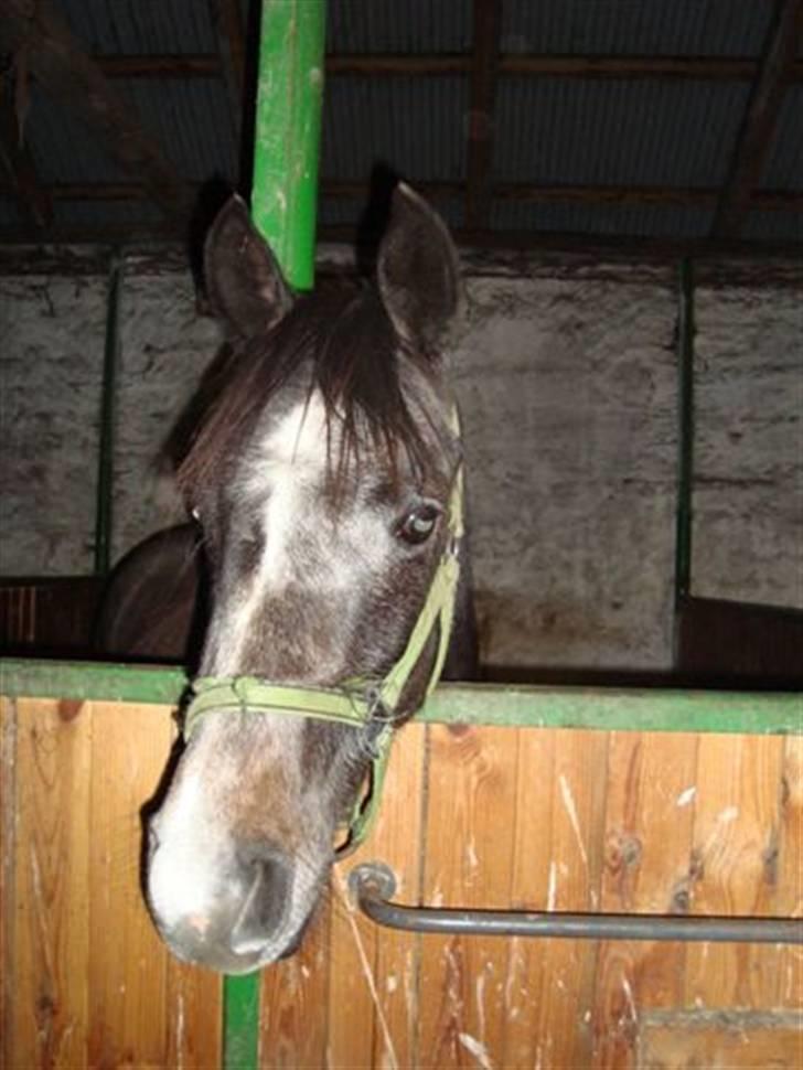 Arabisk fuldblod (OX) Egelys Fazem billede 6