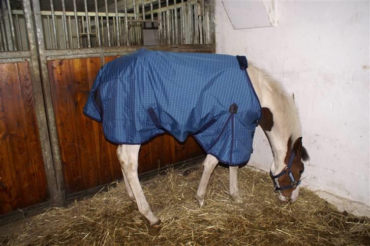 Pinto Enekær's Sambatino *Årets land og fritid hest* - Tino i starten af januar, hvor han lige har fået hans nye regndækken på og hans nye grime.. billede 12