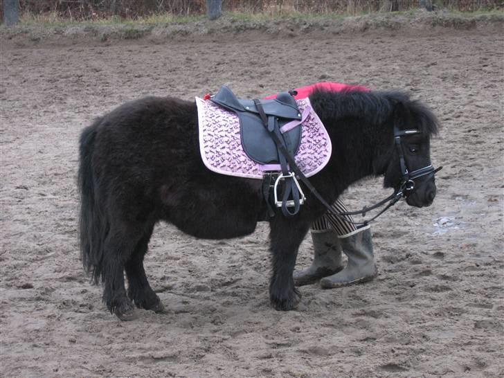 Shetlænder PIPPI - Jeg er altså klar hvad med jer? billede 14