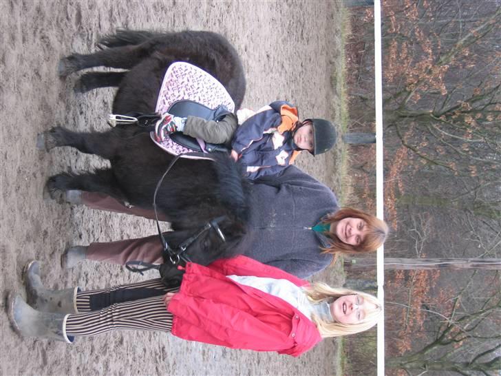 Shetlænder PIPPI - Her prøver Niclas mig billede 15