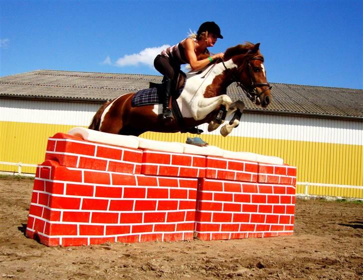 Pinto Little Foot  - Velkommen til Lille Fods profil <3 Til træning MB højde, vi springer ida´s sko xD hahaha  ;D foto: JOSE taak <3 billede 1