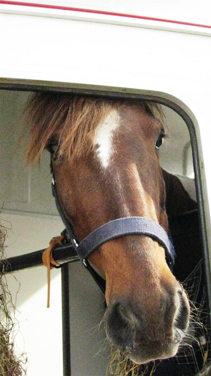 Pinto Little Foot  - Til stævne på ØRK <3 billede 5