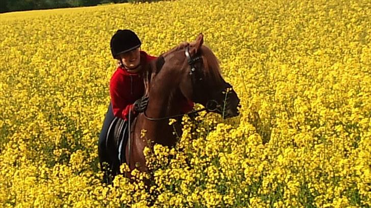 Tysk Sportspony Dancer 94 - Smukke Dancer <3Fotograf;Bedsteveninden ;* tak billede 12