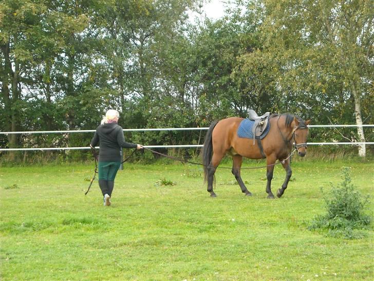 Dansk Varmblod Jackpot (SOLGT) - . et af de sidste billeder der blev taget, hvor han stadig var min hypper<3 Savner dig lidt bassemand ! /´: billede 17