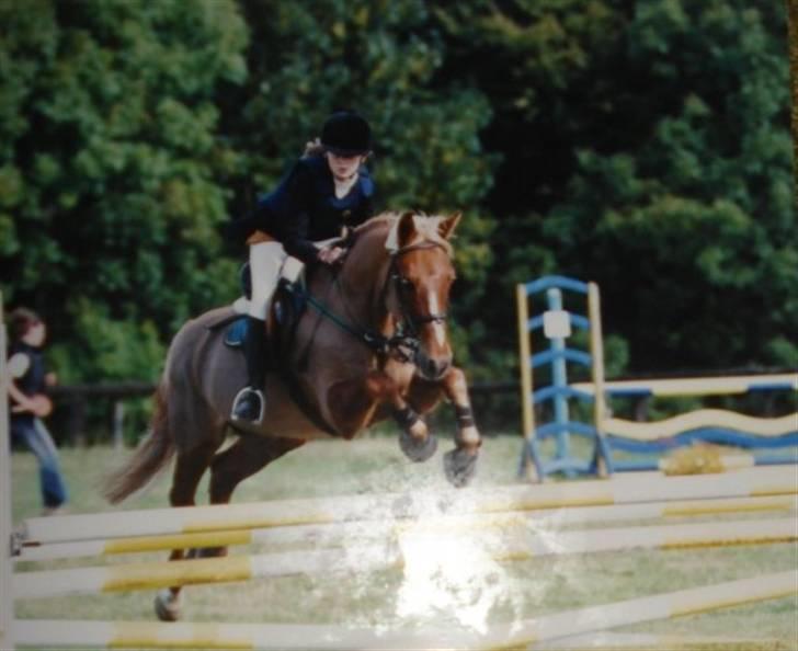 Anden særlig race Highlands Martinique - Landsstævne Sønderskov, pony let billede 10